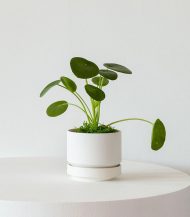 Coco Coir Pole - Image 2