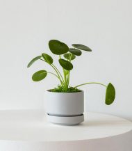 Bishop Earthernware - Image 4