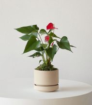 Anthurium – King of hearts - Image 2
