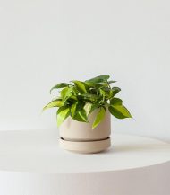 Persilade - Image 5