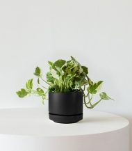 Organic Potting Mix - Image 2