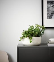 Anthurium – King of hearts - Image 5